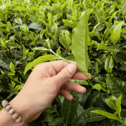マラウイ産の茶葉